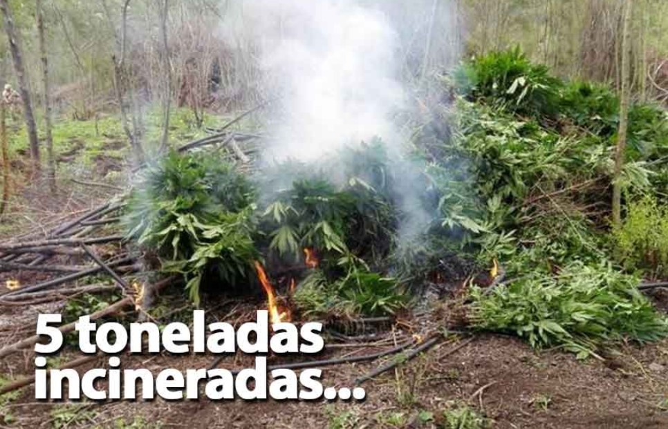 Ejército Mexicano destruyó 5 toneladas de marihuana colombiana en Ensenada