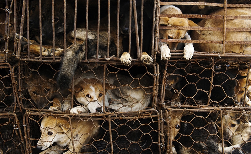3.000 perros podrí­an ser sacrificados en el próximo festival de carne de perro en China.