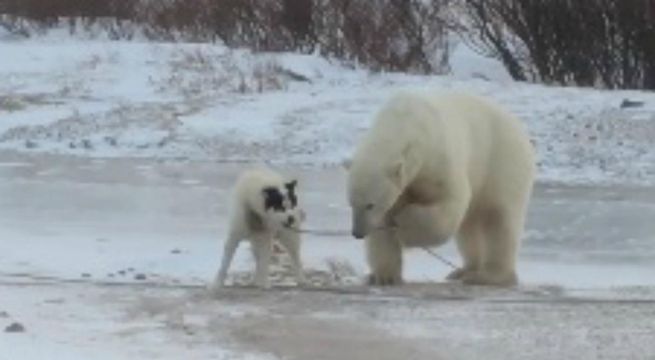 Oso polar se encuentra con perro encadenado y trata de liberarlo|