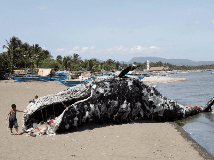 Encuentran 40 kilos de plástico dentro de una ballena|
