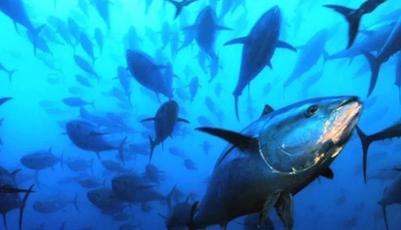 Liberan 245 toneladas de atún aleta azul en Baja California|