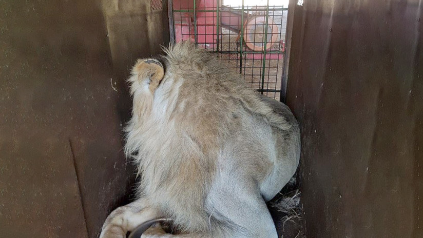 El triste negocio de las granjas-matadero de leones en Sudáfrica|