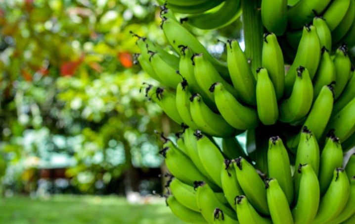 Consumir mangos y plátanos verdes puede prevenir el cáncer de colon|