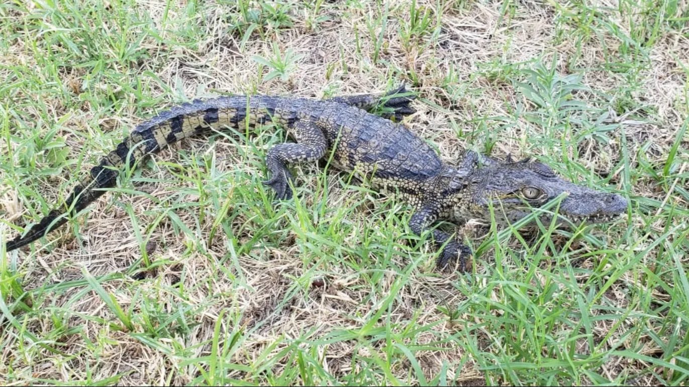 Encuentra cocodrilo en el patio de su casa en Mexicali|