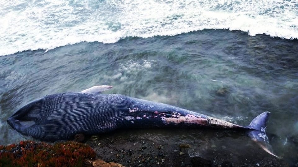 Mar de Rosarito arroja ballena muerta|