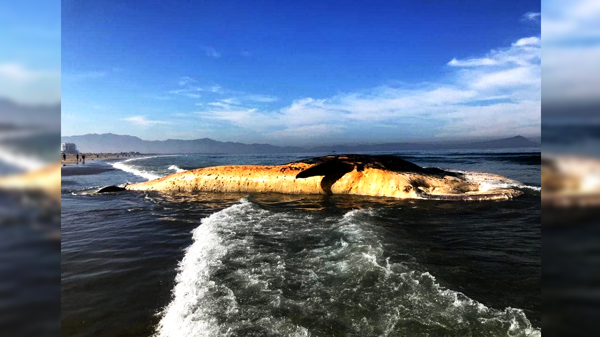 Aparece otra ballena muerta; ahora en Ensenada|