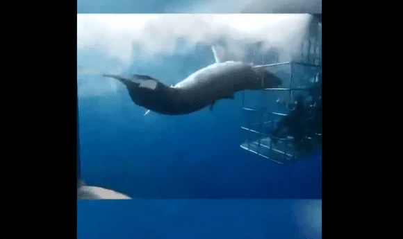 Muere tiburón blanco al atorarse en jaula de turistas en Baja California|
