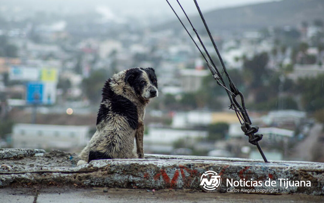 Habilitará Ayuntamiento de Tijuana unidad especializada en delitos por maltrato animal