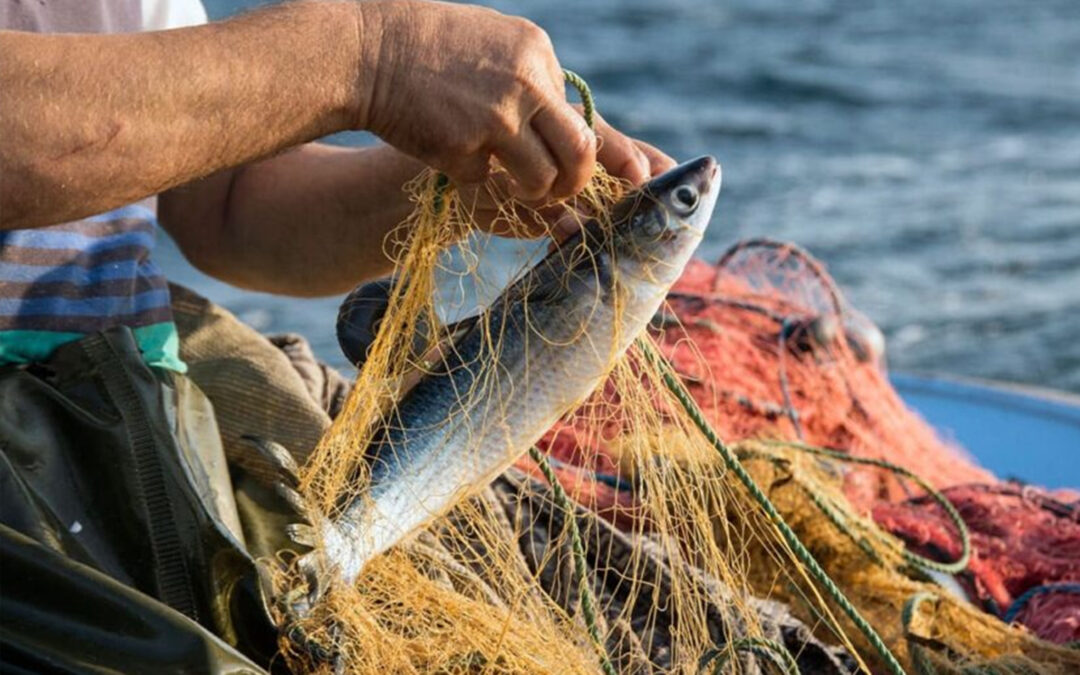 Triplicó el Gobierno de Marina del Pilar apoyos al sector pesquero y acuícola